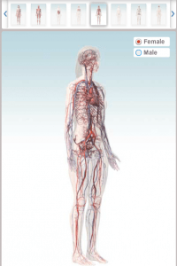 animatie 3D a corpului uman -sistemul circulator