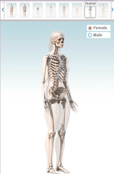 animatie 3D a corpului uman -sistemul osos